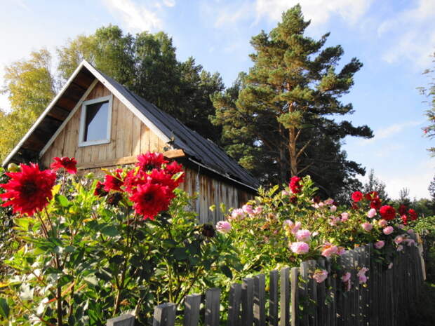 Цветы - всегда красиво. |Фото: na-dache.pro. Цветы - всегда красиво. |Фото: na-dache.pro.