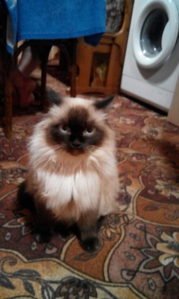 кошка