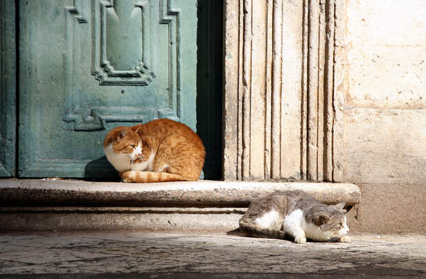 Кот, города котиков