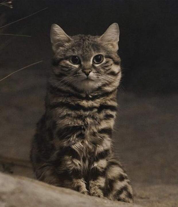 Это великолепное создание - самая маленькая дикая кошка в Африке!