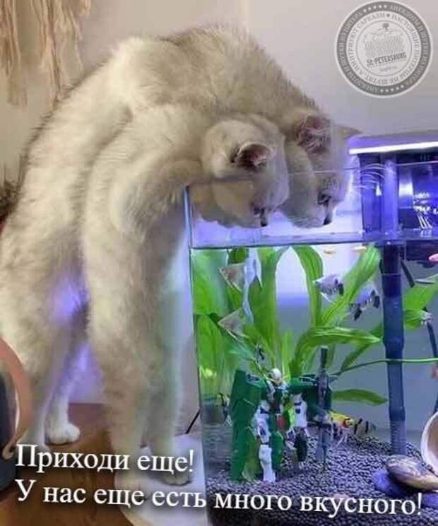 Много вкусного