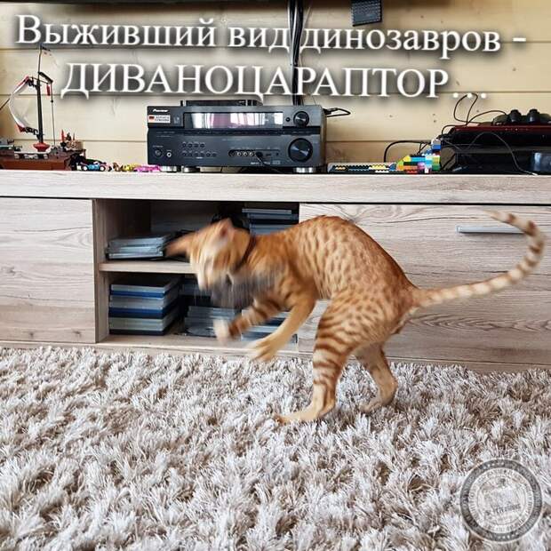 Диваноцараптор