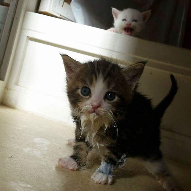Милые испачканные едой мордочки котят и котиков