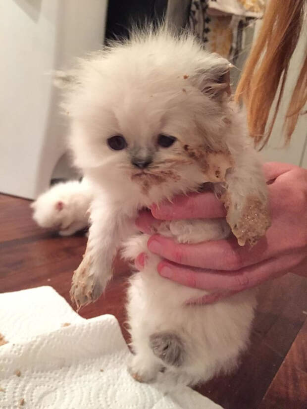 Милые испачканные едой мордочки котят и котиков