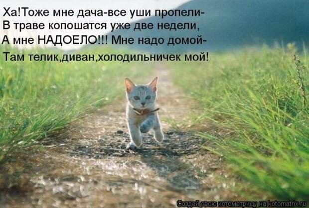 Лучшие котоматрицы недели (50 фото) Лучшие котоматрицы недели (50 фото)