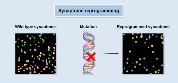 Synaptome reprogramming