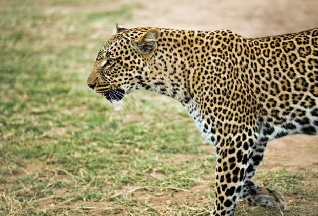 Женщина из Индии бежала километр за леопардом, чтобы спасти своего 8-летнего сына