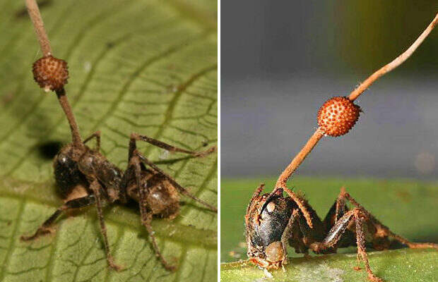 Гриб-паразит превращает муравья в «зомби»