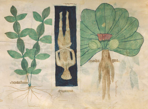 11-compendium-salernitanum.jpg 11-compendium-salernitanum.jpg