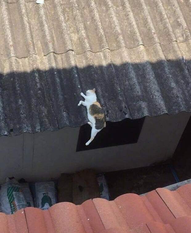 Коты, которые очень устали и крепко спят