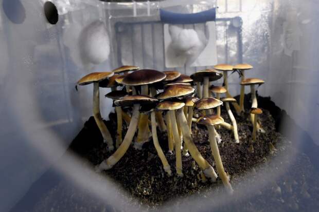 Colorado voters will be asked to legalize magic mushrooms in November