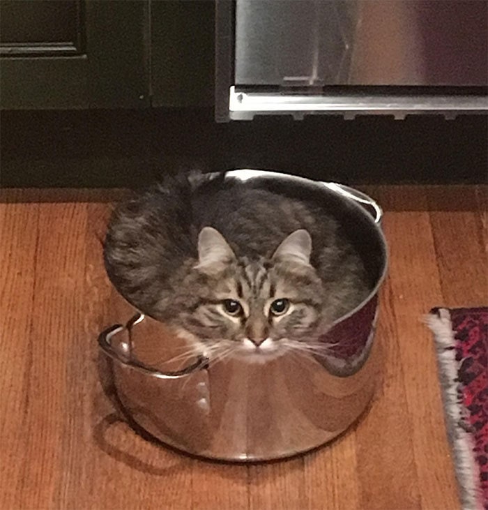14+ снимков, которые докажут, что коты — это жидкость
