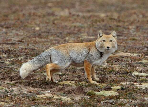 Тибетская лисица: удивительный зверь с обликом волка и взглядом человека