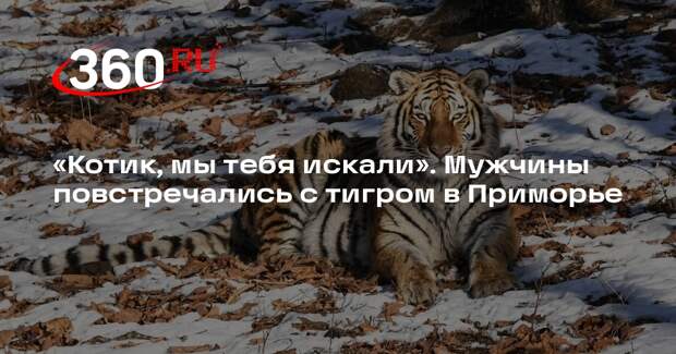 В Приморье мужчины случайно встретили молодого амурского тигра возле дороги