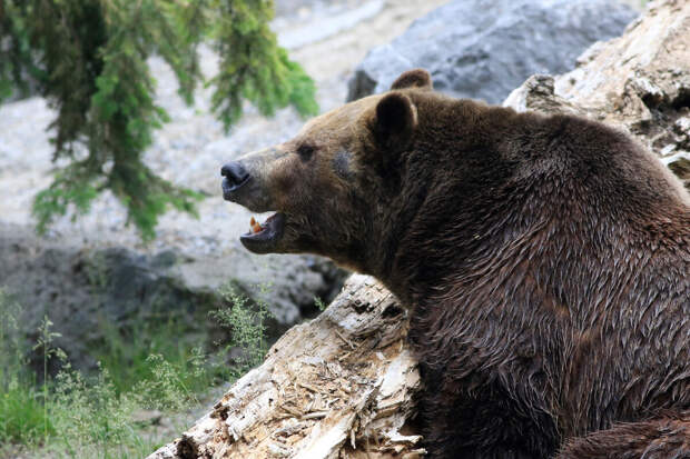 Доктор Давыдов: при встрече с медведем-шатуном категорически нельзя убегать