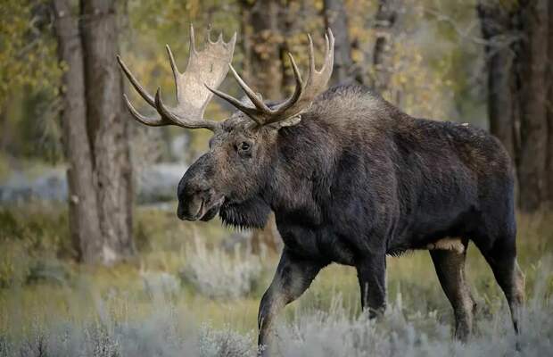 16 уникальных снимков диких животных, где фотограф подобрался очень близко