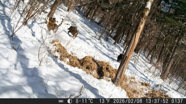Редкие кадры охоты амурского тигра на кабана поймала фотоловушка