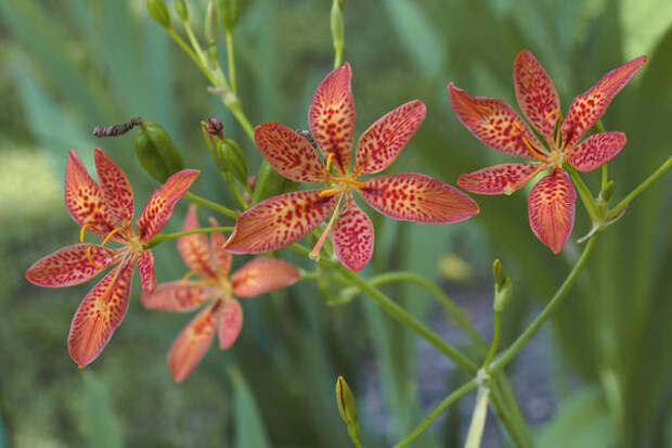 Беламканда китайская (Belamcanda chinensis)