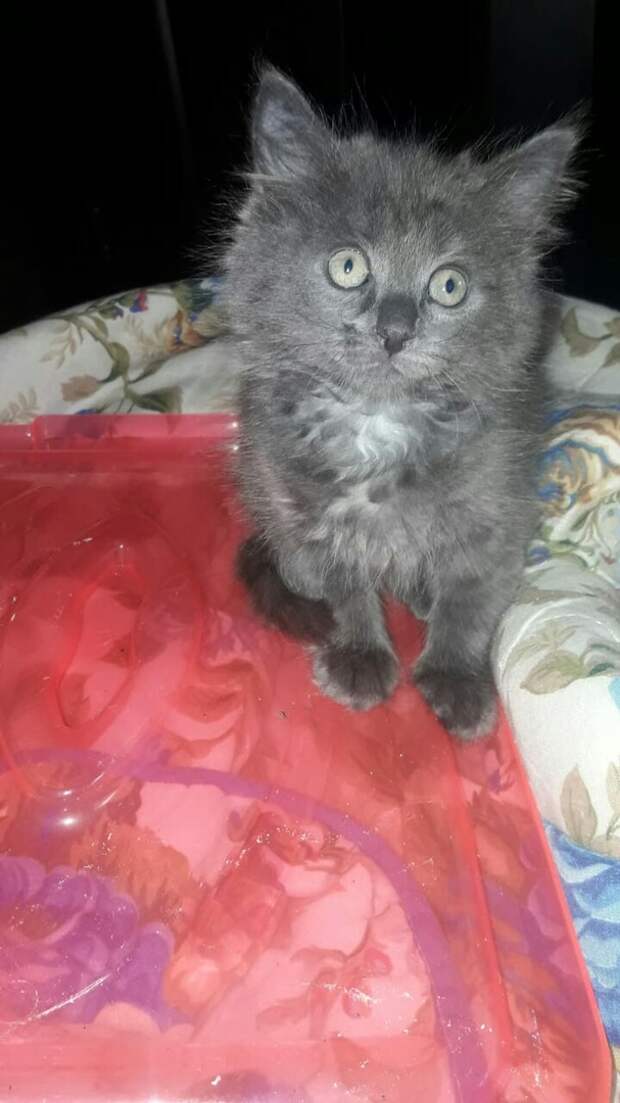 котенок на кровати