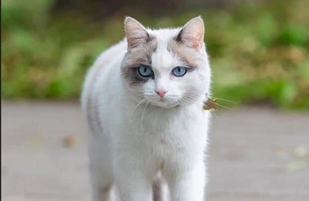 В Перовском парке отметили день рождения кота Пломбира