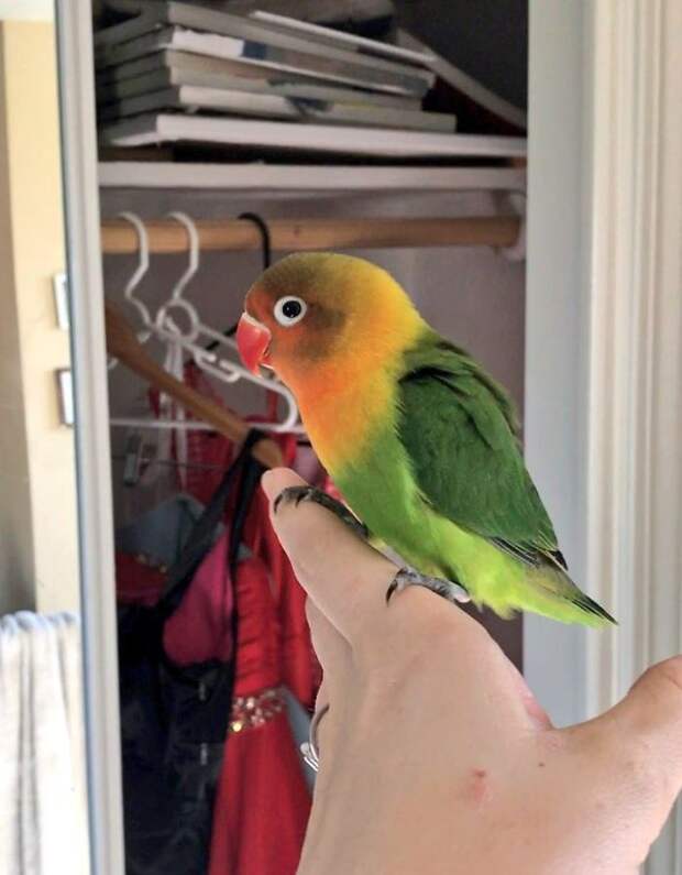 Разноцветный попугай и его готическая подружка. попугай киви и его подружка-гот, киви и Сиукси