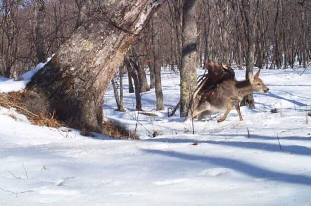 Беркут убил олененкаКамера-ловушка, следящая за амурскими тиграми в Лазовском заповеднике в Южном Приморье, сфотографировала  нападение беркута на юного пятнистого оленя.