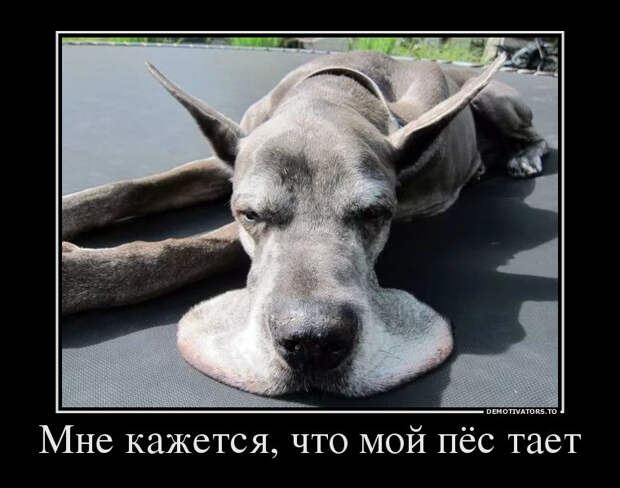 Фотомемы мемы, надписи, юмор
