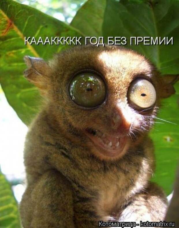 Приехала в гости сестра с двумя детьми 2 и 5 лет… Кот сразу притворился мертвым…
