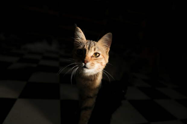 Владельцев кошек призвали не будить их во время одной фазы сна