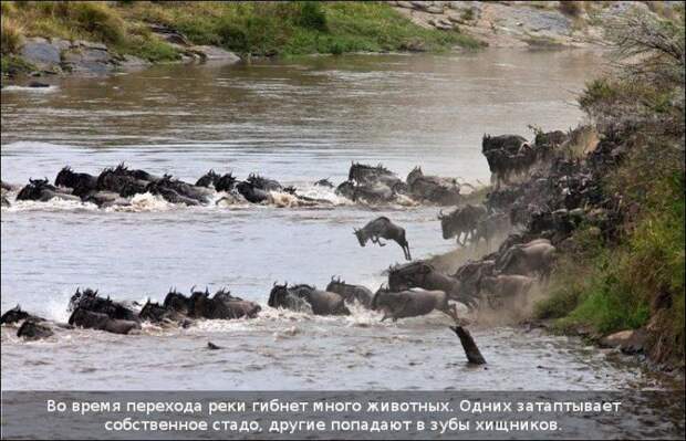 Бегемот спас антилопу (11 фотографий), photo:1