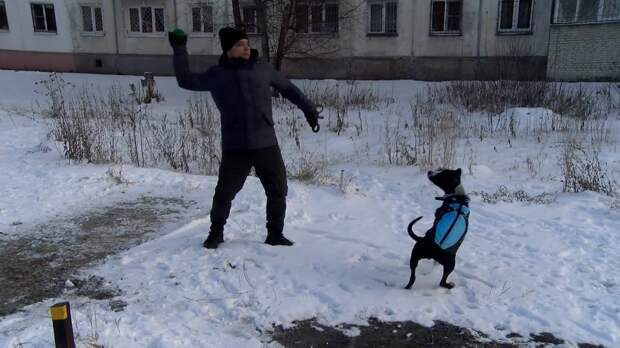 Перекрасивший чужую породистую собаку житель Омска сознался во всем полиции