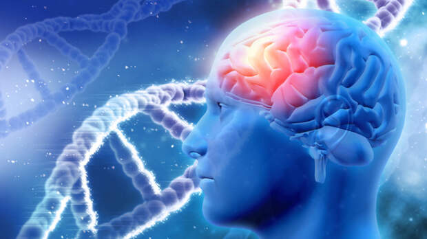 Геннадий Онищенко заявил, что старение мозга начинается после 35 лет