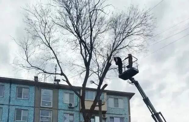 С начала года в Астрахани опилили более 300 аварийных деревьев