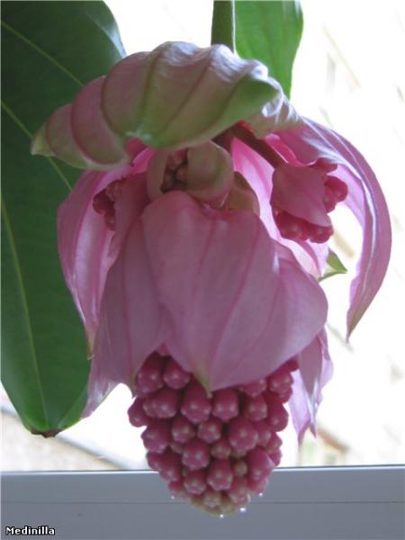 Medinilla (450x600, 26Kb)
