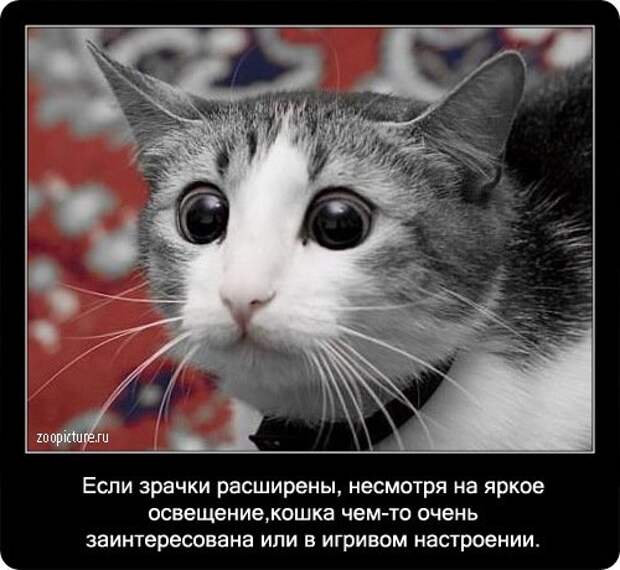 Факты о кошках в картинках