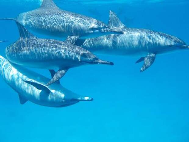 Основные заблуждения о дельфинах. Насколько опасен дельфин в открытом море: вся правда для туристов
