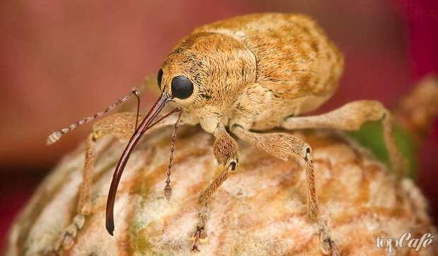 Жук-долгоносик - одно из самых странных насекомых планеты
