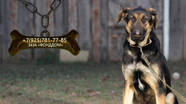 Жизнерадостный Вилли