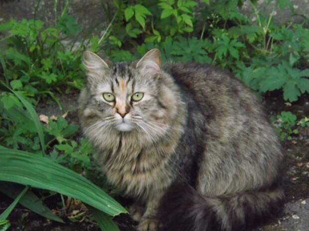 Немного котиков животные, коты, фото