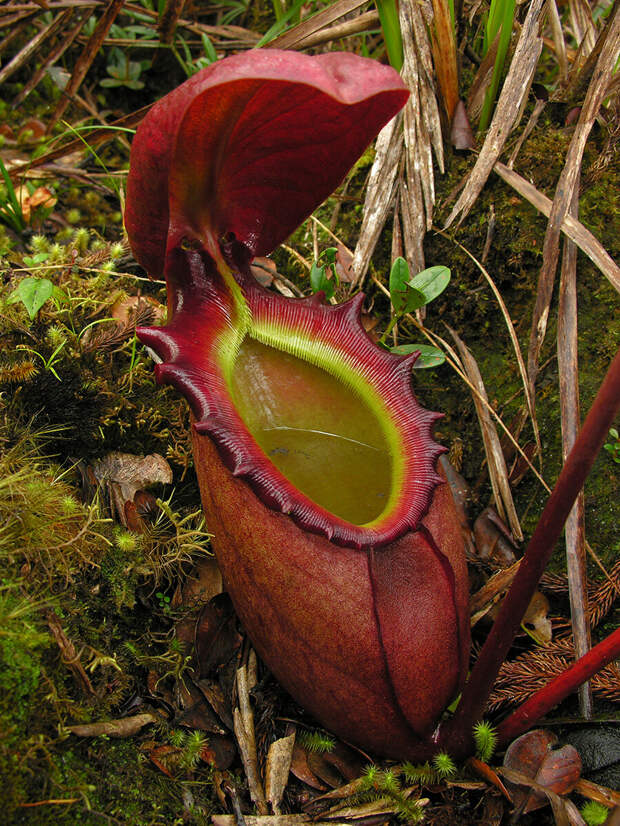 Непентес Аттенборо - гигантское плотоядное растение, названое в честь одного из самых известных натуралистов мира Сэра Дэвида Фредерика Аттенборо.