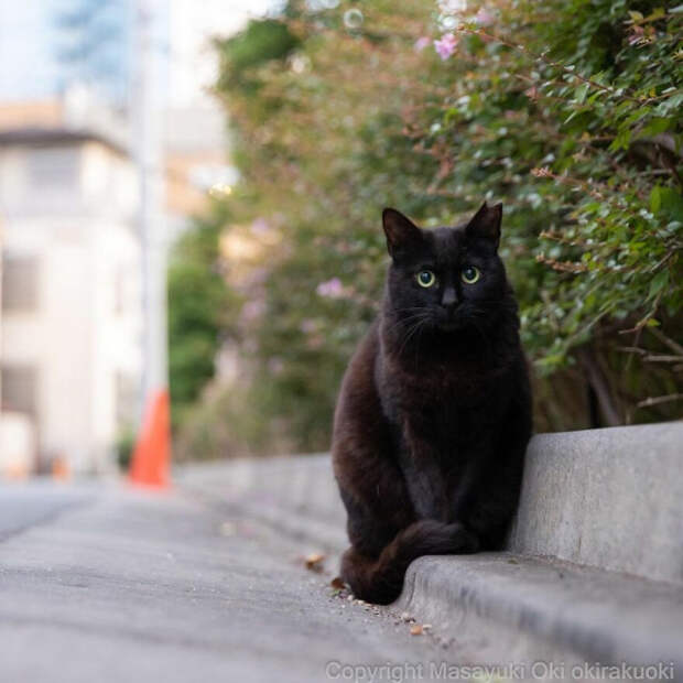 Кошки и в Японии кошки