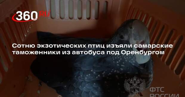 Сотню экзотических птиц изъяли самарские таможенники из автобуса под Оренбургом