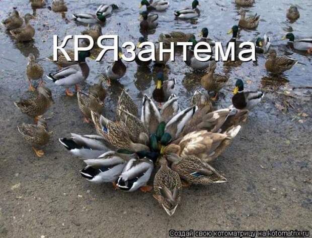 Котоматрицы (картинки с надписями)