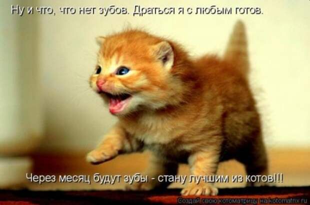 Лучшие котоматрицы недели, 35 шт.