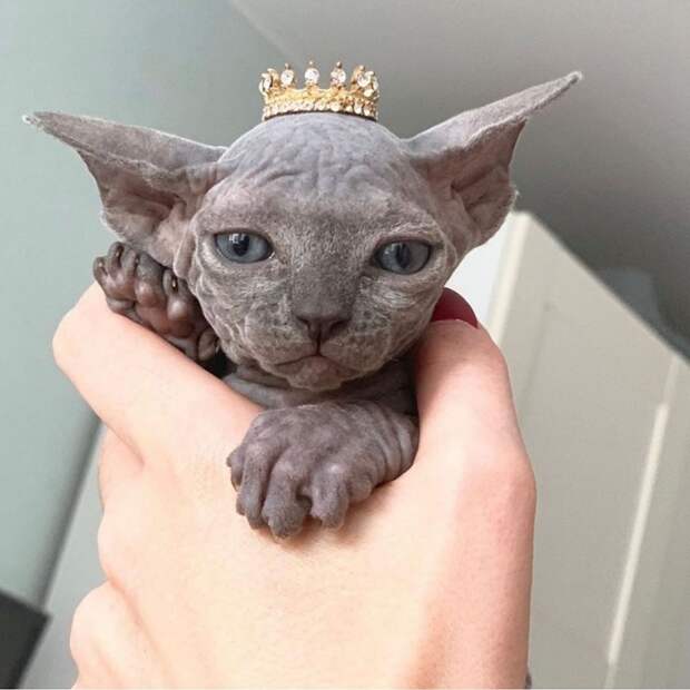 7 фото котят сфинксов, после которых их трудно не полюбить