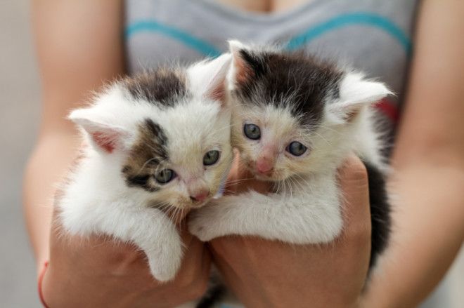 25 восхитительных снимков маленьких котят которые растрогают любое сердце