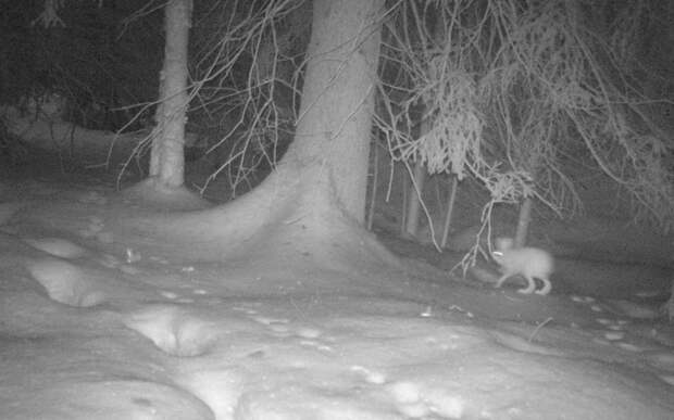 Бодрая куница и заяц в шоке: Окский заповедник показал фото зверей в лесу весной