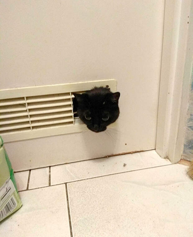 Этим котикам плевать на личное пространство хозяев