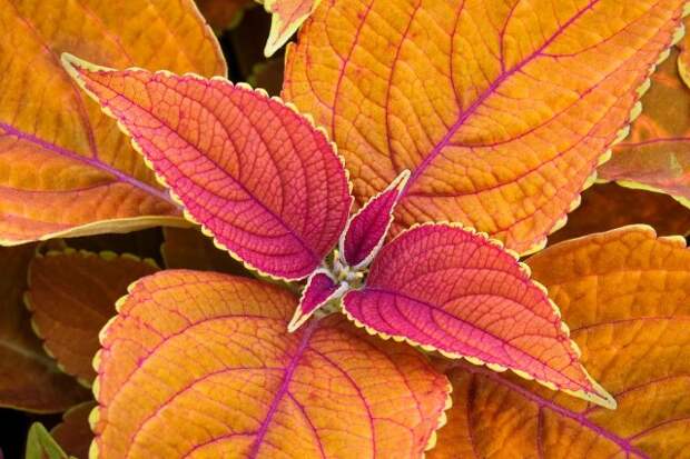 A coleus plant displays colorful foliage in golden orange tones with magenta red accents in the summer flower garden.