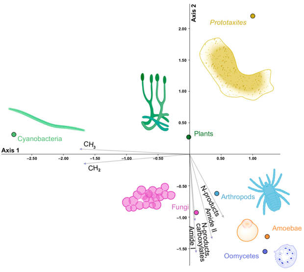 Рис. 4. Канонический анализ соответствий молекулярного состава, выявленного методом инфракрасного анализа в образцах прототаксита (Prototaxites taiti) и других нижнедевонских ископаемых из кремнистого сланца Райни, Шотландия